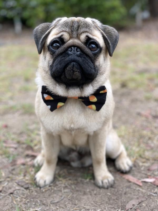 /images/uploads/pug nation rescue of los angeles/pugnation2024/entries/30834thumb.jpg
